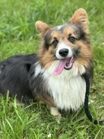 Doug, a male Pembroke Welsh Corgi for sale in Church Hill, TN – 2 of 3