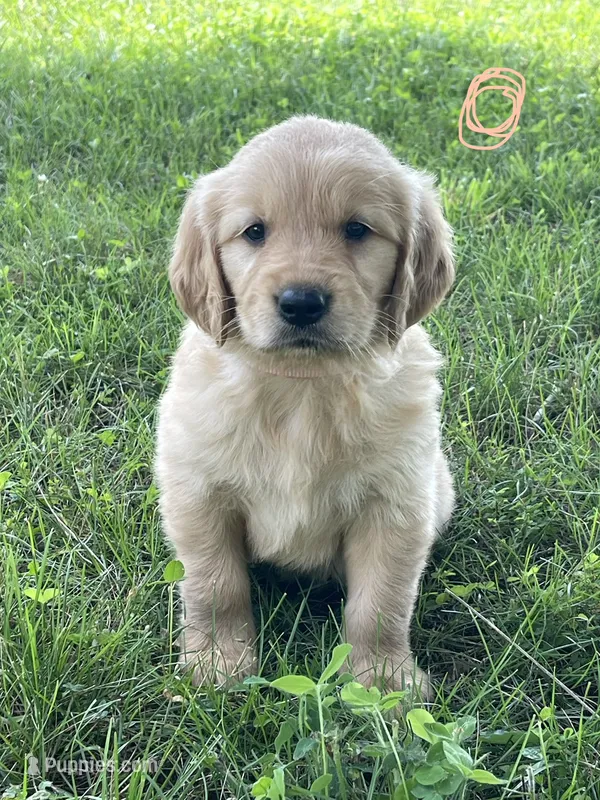 Peach – Golden Retriever puppy for sale in Church Hill, TN