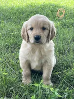 Peach, a male Golden Retriever for sale in Church Hill, TN – 1 of 3