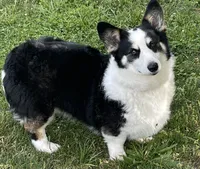 Dottie, a female Pembroke Welsh Corgi for sale in Church Hill, TN – 2 of 3