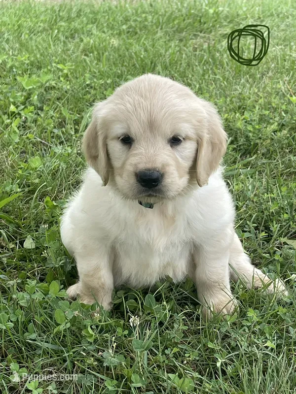Black – Golden Retriever puppy for sale in Church Hill, TN