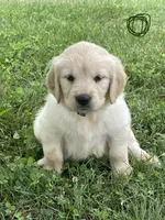 Black, a male Golden Retriever for sale in Church Hill, TN – 1 of 3