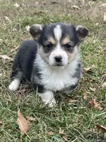 Cooper, a male Pembroke Welsh Corgi for sale in Church Hill, TN – Photo 1 of 4