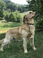 Black, a male Golden Retriever for sale in Church Hill, TN – 3 of 3