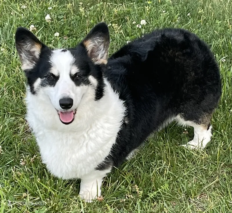 Dottie – Pembroke Welsh Corgi puppy for sale in Church Hill, TN