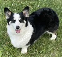 Dottie, a female Pembroke Welsh Corgi for sale in Church Hill, TN – 1 of 3