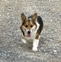 Chad, a male Cardigan Welsh Corgi and Pembroke Welsh Corgi for sale in Church Hill, TN – 4 of 5