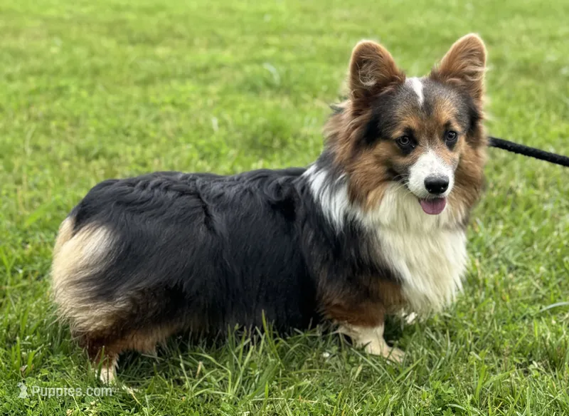 Doug – Pembroke Welsh Corgi puppy for sale in Church Hill, TN