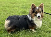 Doug, a male Pembroke Welsh Corgi for sale in Church Hill, TN – 1 of 3