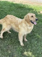 Peach, a male Golden Retriever for sale in Church Hill, TN – 2 of 3