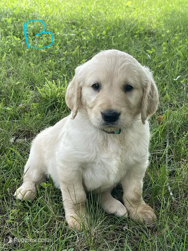 Blue – Golden Retriever puppy for sale in Church Hill, TN