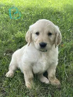 Blue, a male Golden Retriever for sale in Church Hill, TN – 1 of 3