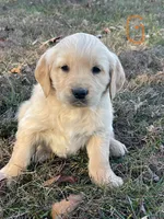 Orange female (sold), a female Golden Retriever for sale in Church Hill, TN – Photo 1 of 3