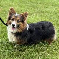 Doug, a male Pembroke Welsh Corgi for sale in Church Hill, TN – 3 of 3