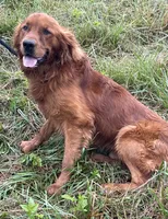 Silver female (sold), a female Golden Retriever for sale in Church Hill, TN – Photo 2 of 3