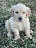 Silver female (sold), a female Golden Retriever for sale in Church Hill, TN – Photo 1 of 3