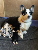 Dottie, a female Pembroke Welsh Corgi for sale in Church Hill, TN – 3 of 3