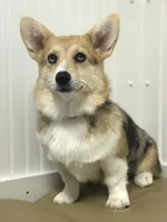 Jess, a female Pembroke Welsh Corgi for sale in Church Hill, TN – Photo 4 of 4