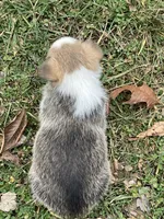 Jess, a female Pembroke Welsh Corgi for sale in Church Hill, TN – Photo 2 of 4