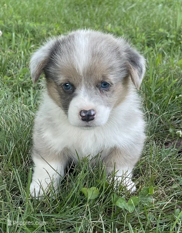 Chad – Cardigan Welsh Corgi, Pembroke Welsh Corgi puppy for sale in Church Hill, TN