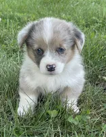 Chad, a male Cardigan Welsh Corgi and Pembroke Welsh Corgi for sale in Church Hill, TN – 1 of 5