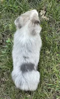 Chad, a male Cardigan Welsh Corgi and Pembroke Welsh Corgi for sale in Church Hill, TN – 3 of 5
