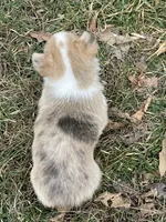 Todd, a male Pembroke Welsh Corgi for sale in Church Hill, TN – Photo 2 of 4