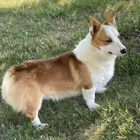 Todd, a male Pembroke Welsh Corgi for sale in Church Hill, TN – Photo 3 of 4