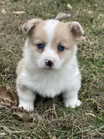Todd, a male Pembroke Welsh Corgi for sale in Church Hill, TN – Photo 1 of 4
