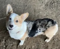 Chad, a male Cardigan Welsh Corgi and Pembroke Welsh Corgi for sale in Church Hill, TN – 5 of 5