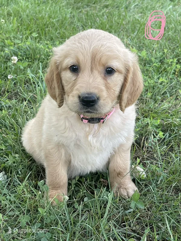 Pink – Golden Retriever puppy for sale in Church Hill, TN