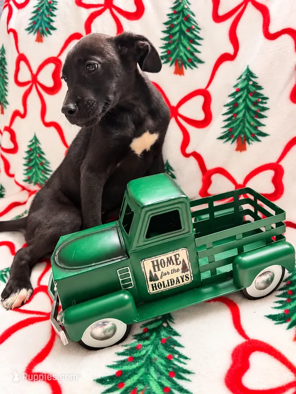 Ash – Great Dane, Siberian Husky puppy for sale in Pleasant Lake, IN