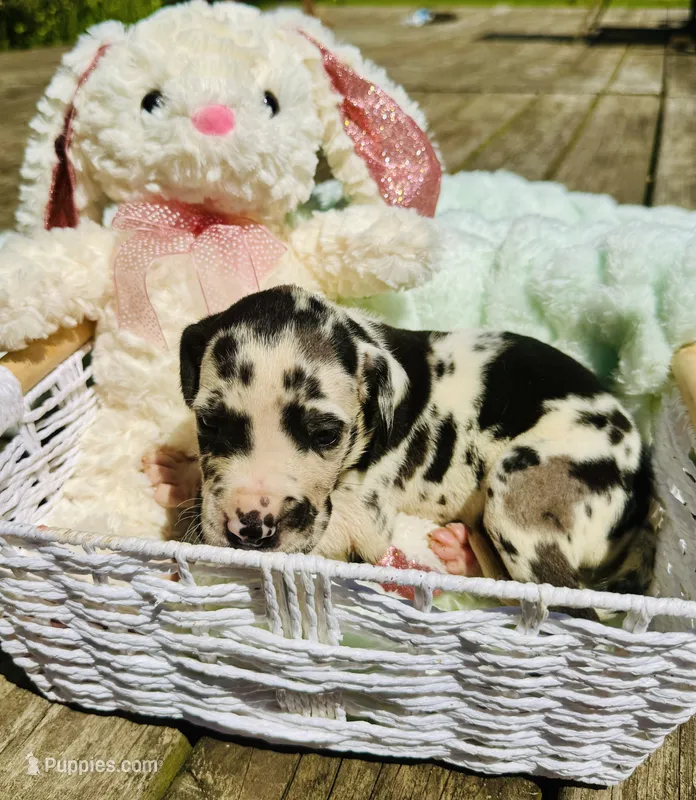 Oakland – Great Dane puppy for sale in Pleasant Lake, IN