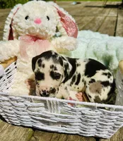 Oakland, a male Great Dane for sale in Pleasant Lake, IN – 1 of 3