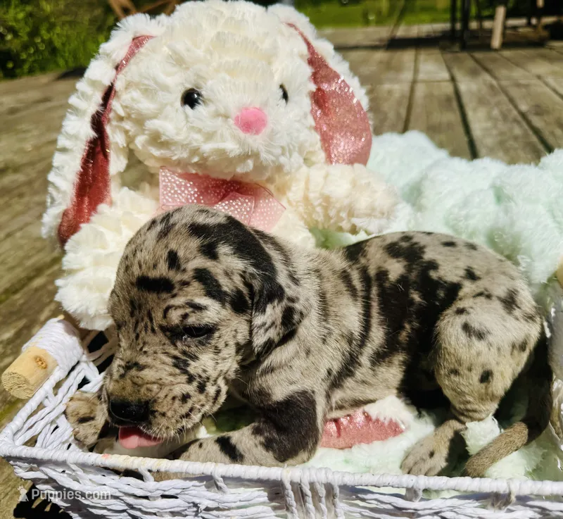 Bruce – Great Dane puppy for sale in Pleasant Lake, IN