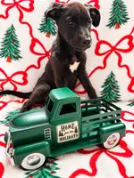 Ash, a female Great Dane and Siberian Husky for sale in Pleasant Lake, IN – 3 of 4