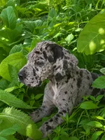 Bruce, a male Great Dane for sale in Pleasant Lake, IN – 1 of 6