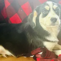 Matthew, a male Siberian Husky and Cocker Spaniel for sale in Pleasant Lake, IN – 1 of 1