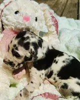 Oakland, a male Great Dane for sale in Pleasant Lake, IN – 2 of 3