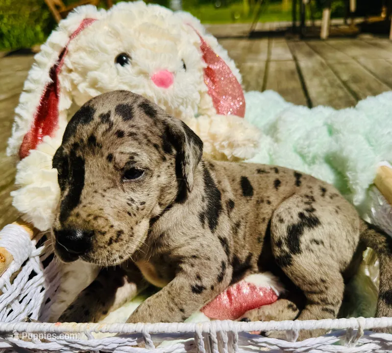 Rusten  – Great Dane puppy for sale in Pleasant Lake, IN