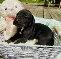 Buster, a male Great Dane for sale in Pleasant Lake, IN – 2 of 4