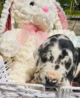 Melody, a male Great Dane for sale in Pleasant Lake, IN – 2 of 4