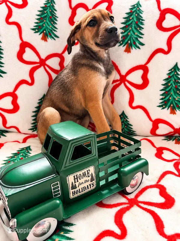 Bear – Great Dane, Siberian Husky puppy for sale in Pleasant Lake, IN