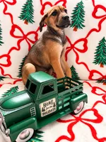 Bear, a female Great Dane and Siberian Husky for sale in Pleasant Lake, IN – 1 of 2