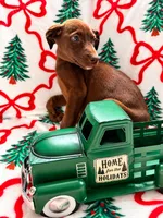 Cocoa, a female Great Dane and Siberian Husky for sale in Pleasant Lake, IN – 1 of 3