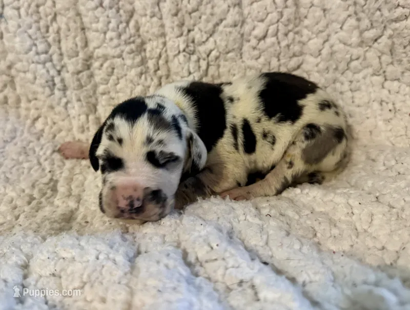 Duke – Great Dane puppy for sale in Pleasant Lake, IN