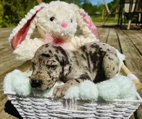 Bruce, a female Great Dane for sale in Pleasant Lake, IN – 2 of 3