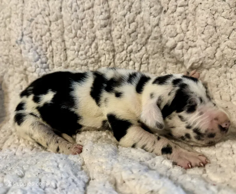 Hank – Great Dane puppy for sale in Pleasant Lake, IN