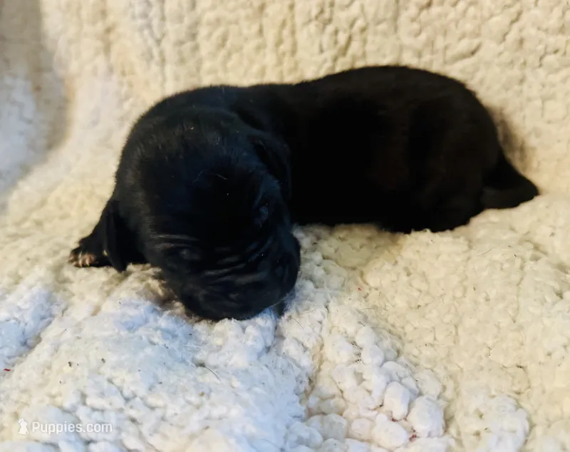 Starla – Great Dane puppy for sale in Pleasant Lake, IN