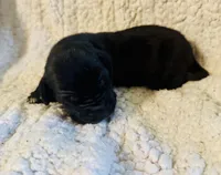 Starla, a female Great Dane for sale in Pleasant Lake, IN – 1 of 1